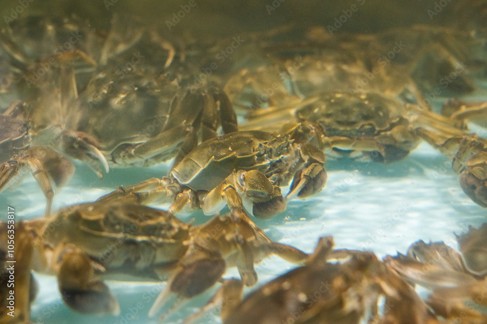 The hairy crab in water. The hairy crab in water.