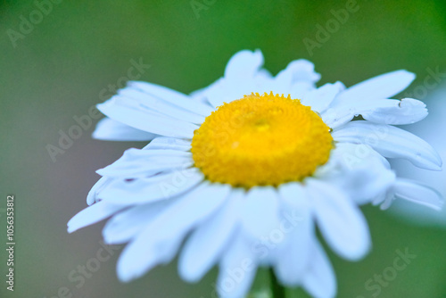 Close-up of a white macro flower with yellow pollen. Chamomile on the macro lens.