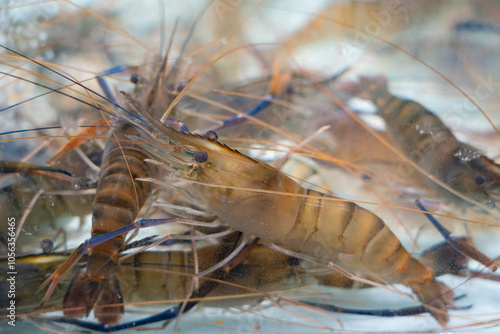 freshwater prawns (Macrobrachium rosenbergii) in water. photo