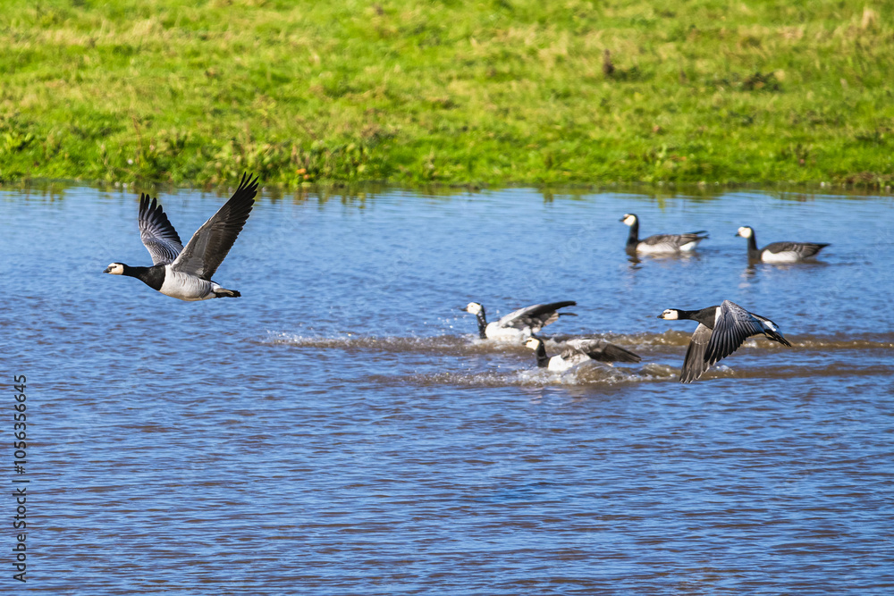 Barnacle Goose, Branta leucopsis, birds in flight over marshes Barnacle Goose, Branta leucopsis, birds in flight over marshes