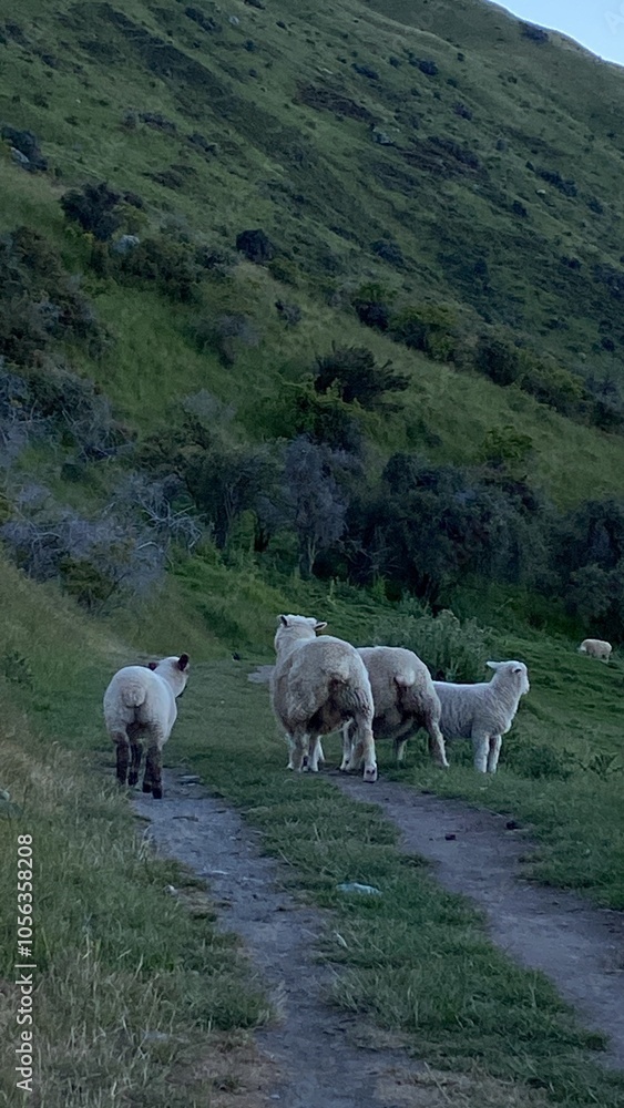 Obraz premium Sheep and lambs walking on the mountain. Sheep on the hill