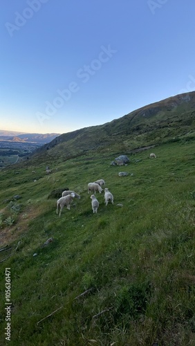 Sheep and lambs walking on the mountain. Sheep on the hill