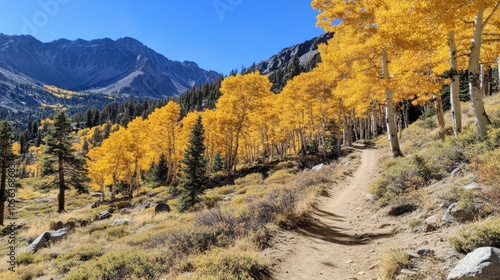 Vibrant Autumn Path Through Golden Aspens