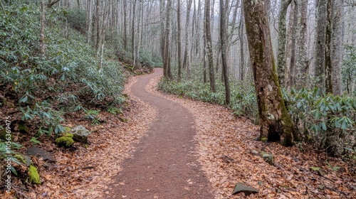 Serene Curved Trail Through Winter Woods