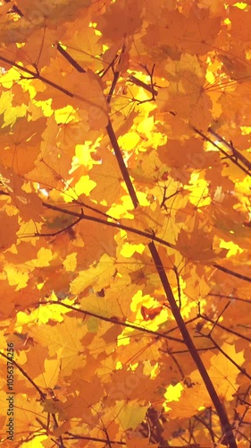 Vertical video of a beautiful golden autumn leaves, autumn background