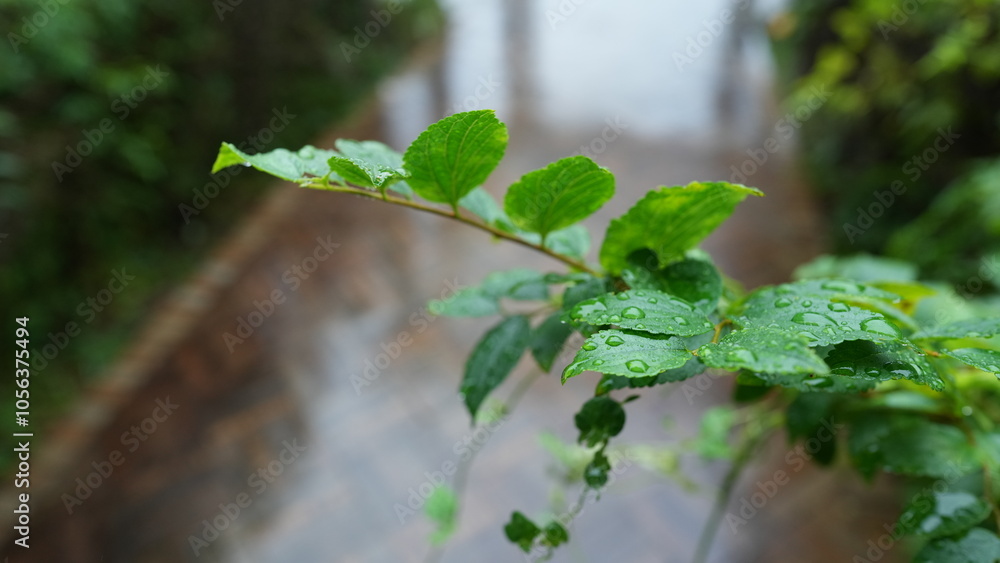 Obraz premium 庭の草木