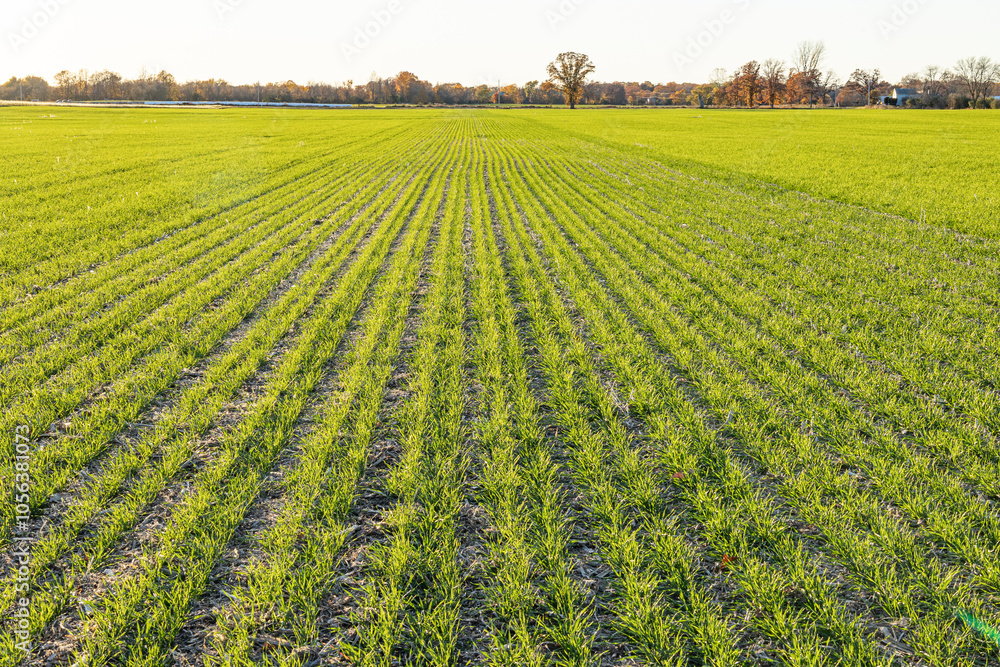 Wide view of a field of winter wheat in the autumn on a farm. Wide view of a field of winter wheat in the autumn on a farm.
