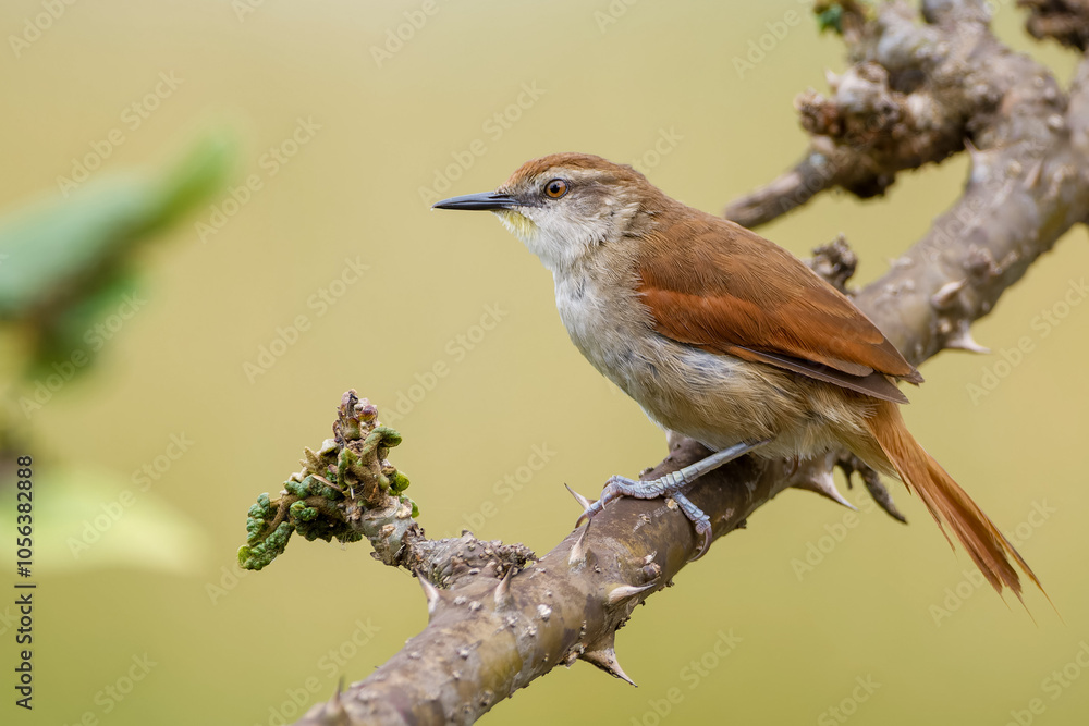 Obraz premium Yellow-chinned spinetail 