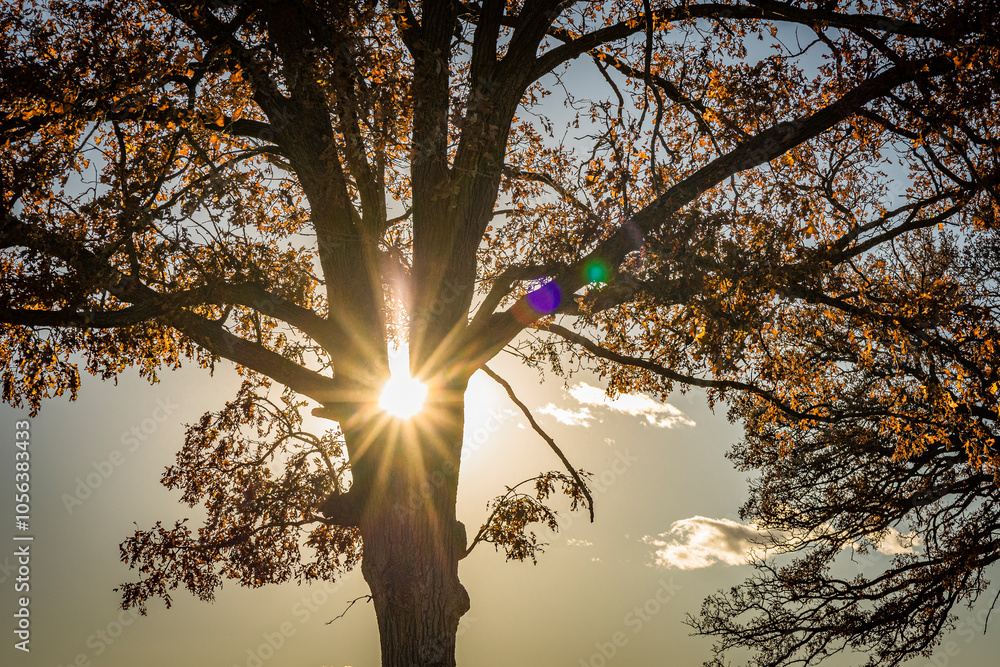 Obraz premium Close-up of a sunburst between two trunks of a white oak tree with autumn leaves. 