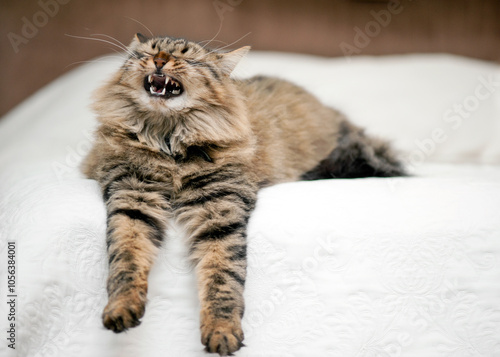 Obraz na plátně A fluffy tabby cat stretches out on a bed, mid-yawn with mouth open wide, displaying a relaxed yet fierce expression, capturing a humorous and cozy moment indoors