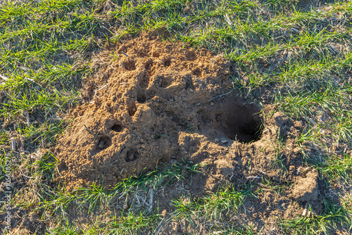 A ground hog den in a winter wheat field.  photo