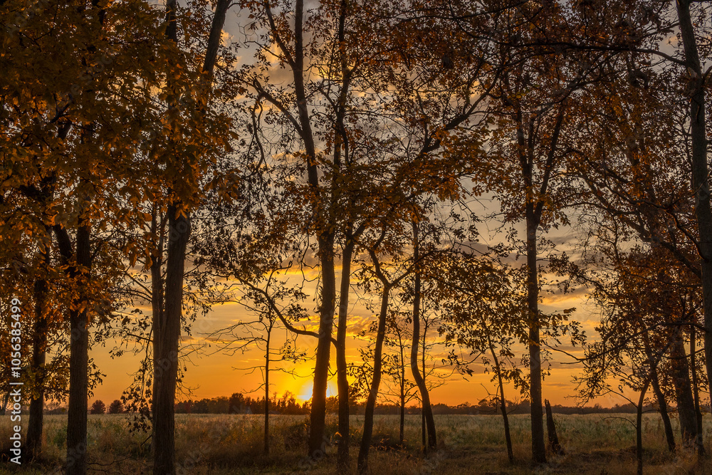 An orange sunset with the silhouette of hickory trees in the autumn, An orange sunset with the silhouette of hickory trees in the autumn,