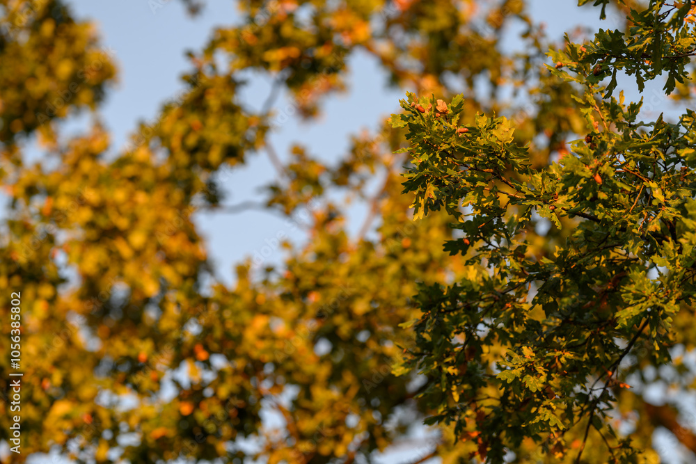 Green oak leaves with acorns in autumn evening light.
Green oak leaves with acorns in autumn evening light.