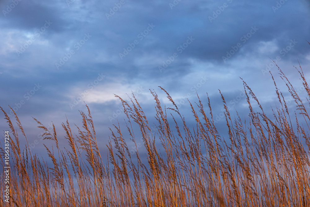 Indiangrass lit by the setting sun with dark blue clouds. Indiangrass lit by the setting sun with dark blue clouds.