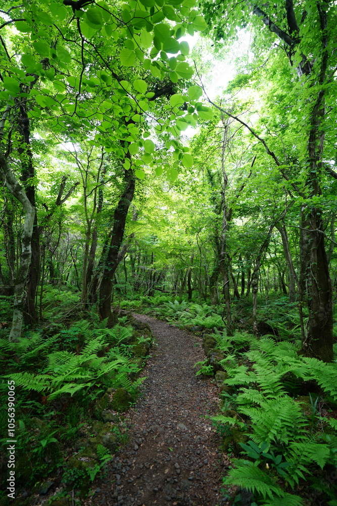 old wild forest with pathway old wild forest with pathway