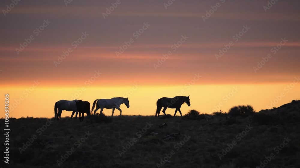 Wild horse walking on the horizon silhouetted against a colorful sunset in the Utah desert. Wild horse walking on the horizon silhouetted against a colorful sunset in the Utah desert.