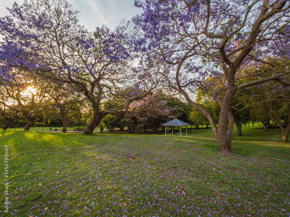 Naklejka premium Jacarandas Springtime Bloom in Parkland Picnic Table