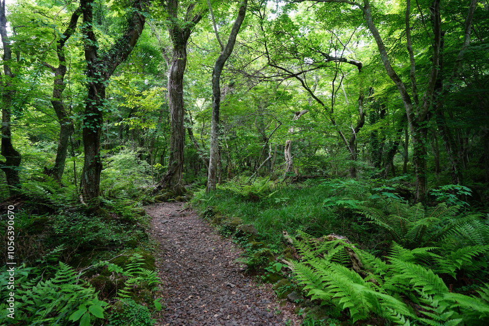 spring path to deep wild forest spring path to deep wild forest
