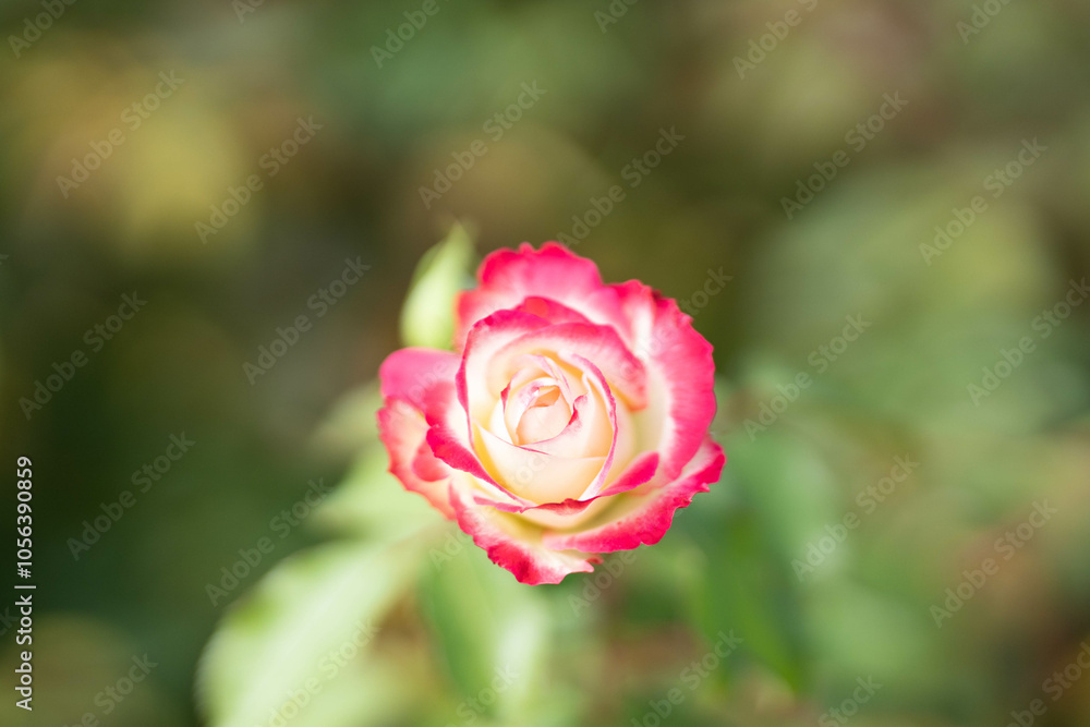 一輪のピンクと白の薔薇　秋バラ