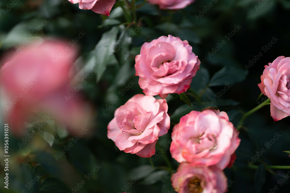 Obraz premium 淡いピンクの薔薇 秋バラ