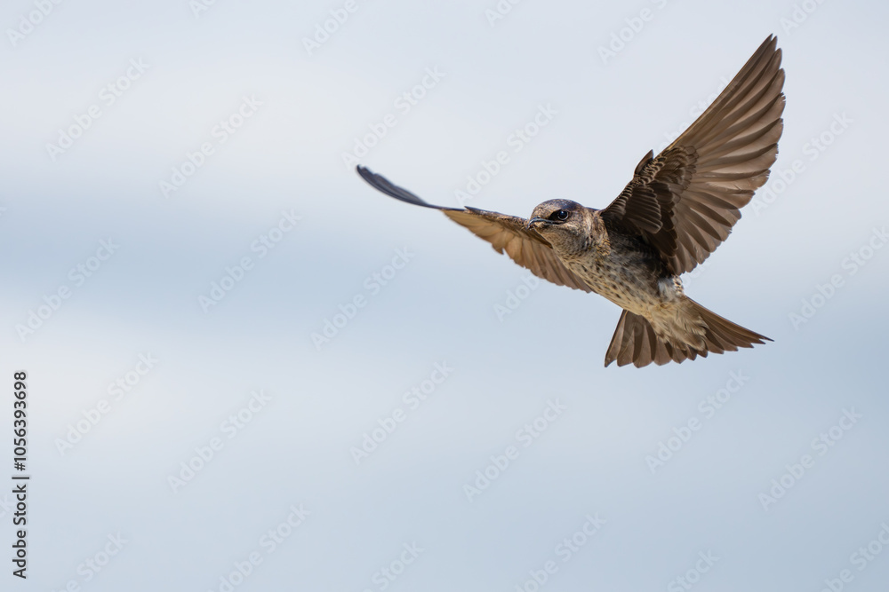 Iridescent Purple Martins Near Their Nesting Box Iridescent Purple Martins Near Their Nesting Box