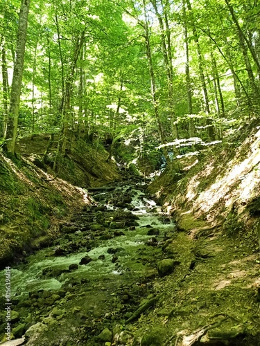 stream in the forest