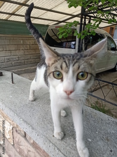 cat in the garden