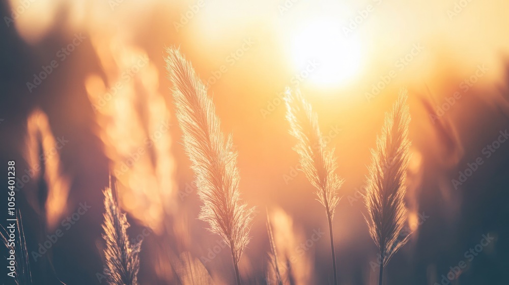 A serene sunset illuminating tall grasses in a peaceful natural setting. A serene sunset illuminating tall grasses in a peaceful natural setting.