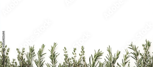 Wallpaper Mural Rosemary and Thyme Sprigs Border Torontodigital.ca