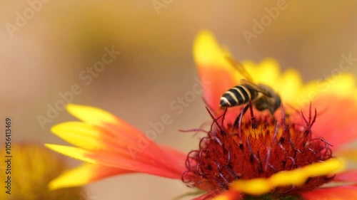 Bees collecting nectar from yellow flowers in spring
