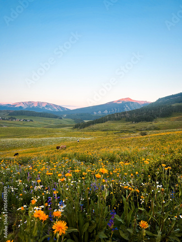 landscape with yellow flowers and horses in pasture with mountains in Colorado