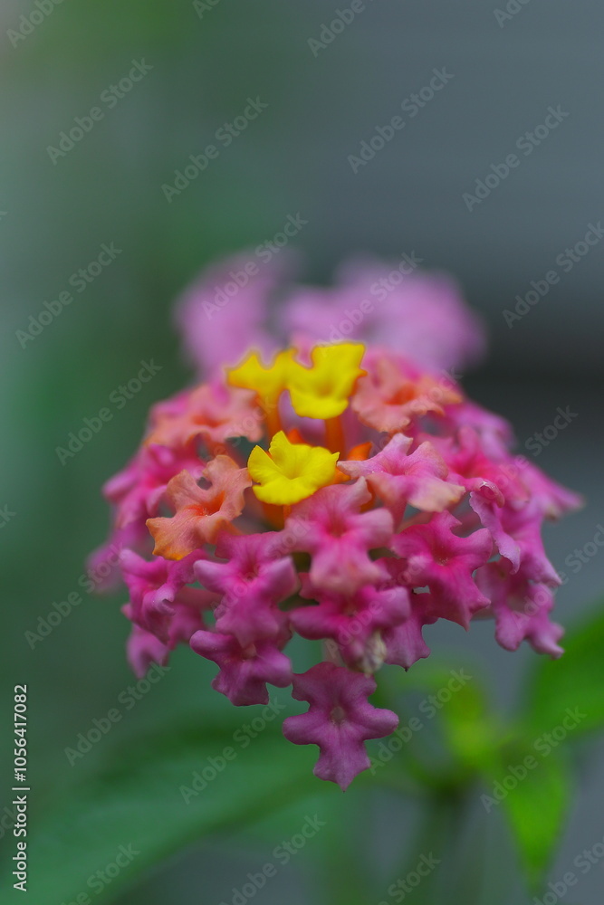 カラフルなランタナの花