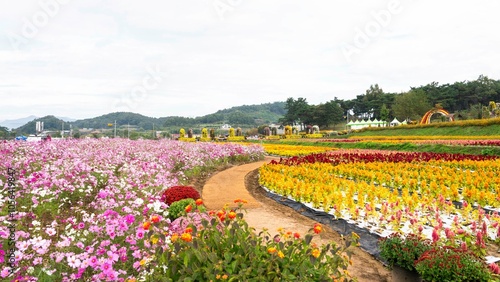 화순 고인돌공원 가을꽃 축제장의 다채로운 꽃밭 photo