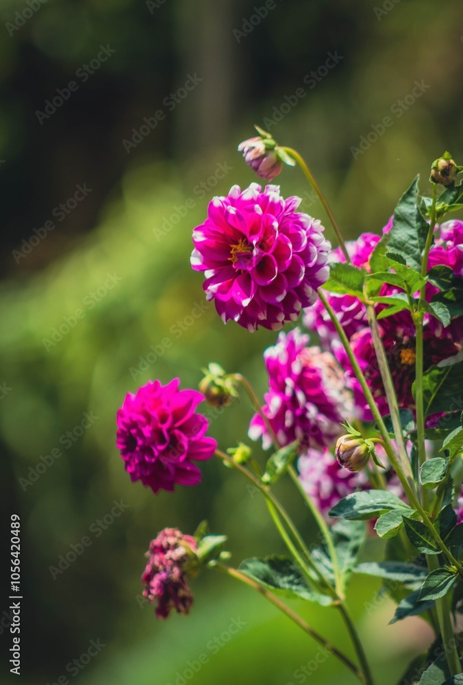 plant Dalia plant Dalia