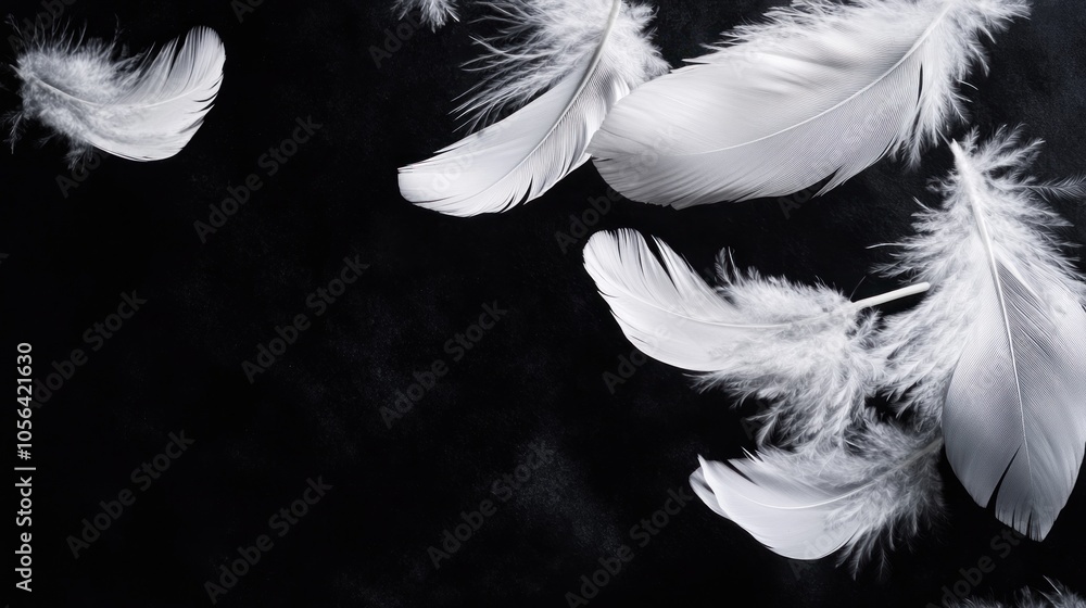 Obraz premium White Feathers on Black Background