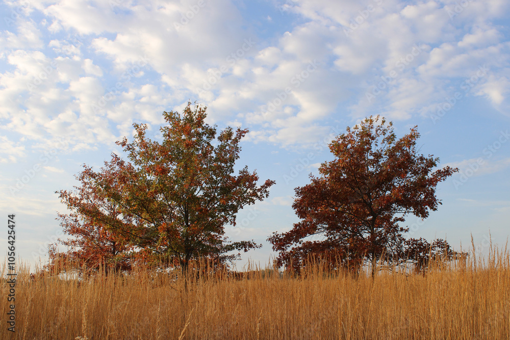 Pin oak trees in autumn with fall colors in a field with brown grass at Linne Woods in Morton Grove, Illinois Pin oak trees in autumn with fall colors in a field with brown grass at Linne Woods in Morton Grove, Illinois