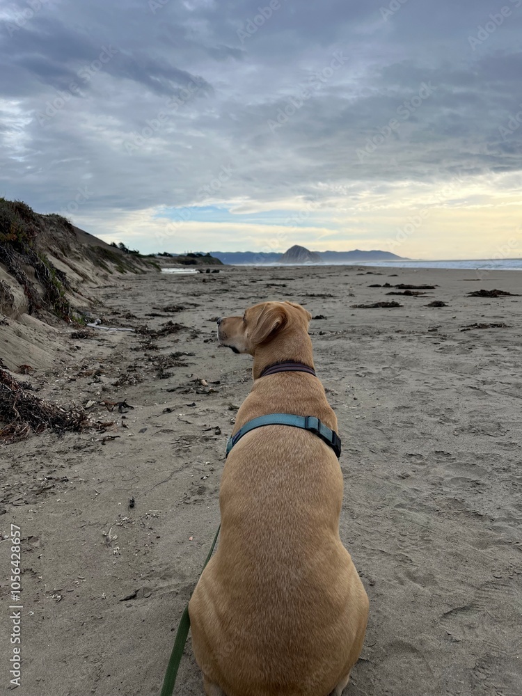 dog watching the beach dog watching the beach