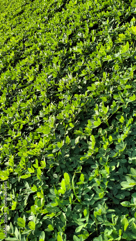 green peanut leaves, texture background green peanut leaves, texture background