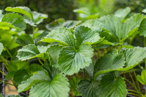 Close up of lush green strawberry plant leaves, highlighting texture and natural growth.