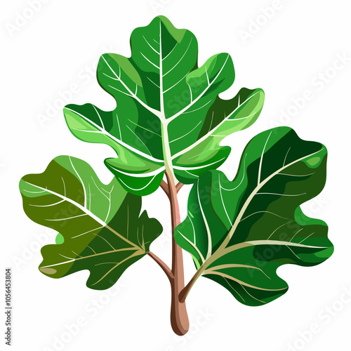 fig leaf