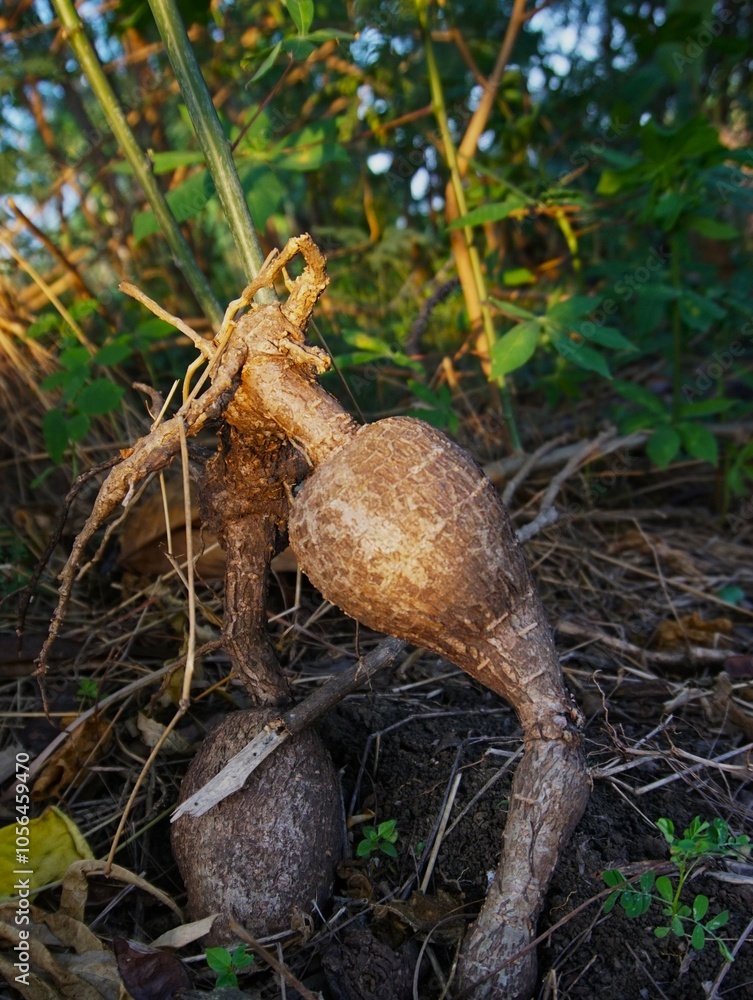 photo of cassava freshly pulled from the ground, brown in color photo of cassava freshly pulled from the ground, brown in color