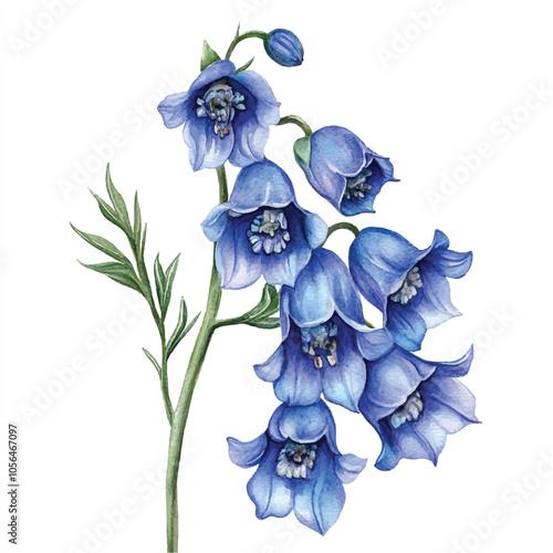 delphinium flower watercolor clipart illustration isolated