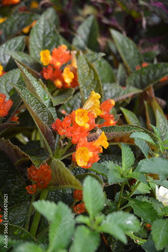 orange and yellow flowers Chrysothemis pulchella photo