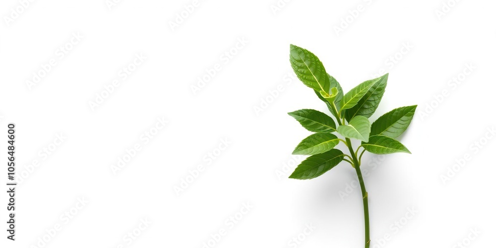 Fresh green tea leaf on clean white surface, symbolizing purity and natural freshness, purity, healthy Fresh green tea leaf on clean white surface, symbolizing purity and natural freshness, purity, healthy