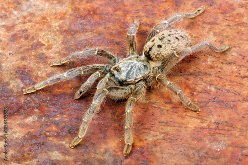 Foto Brown Baboon Tarantula (Pterinochilus meriodnales) against a rusty background