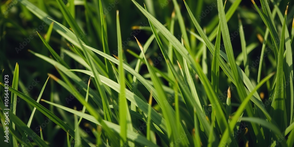 Lush green grass with tiny dew drops, garden, countryside Lush green grass with tiny dew drops, garden, countryside