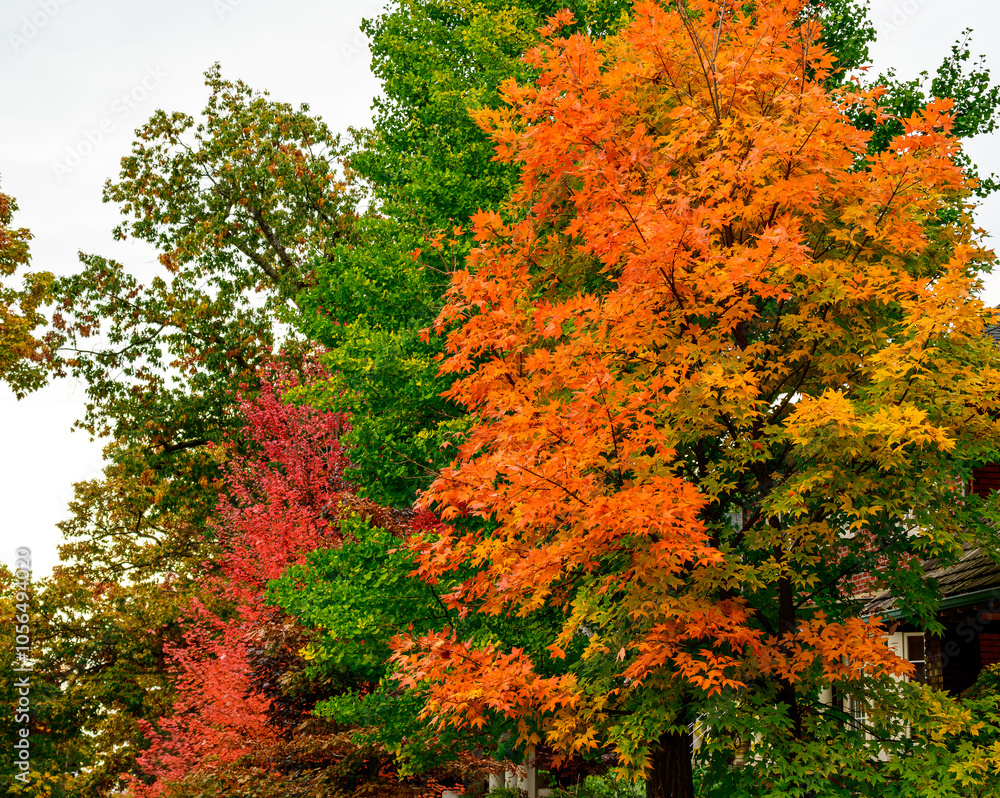 Fototapeta premium autumn trees in the beaches a residential neighbourhood of toronto