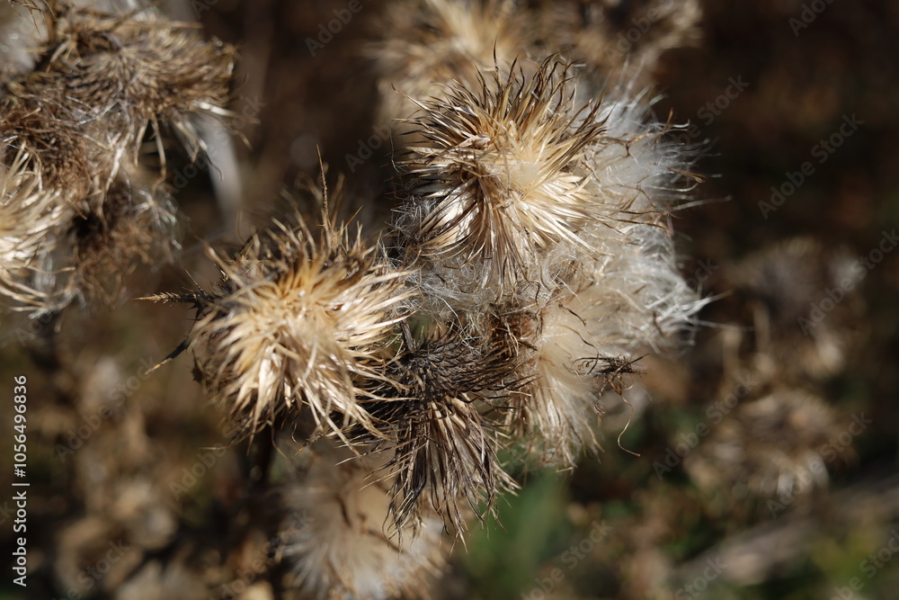 Obraz premium Close-up of dried thistle seeds in sunlight