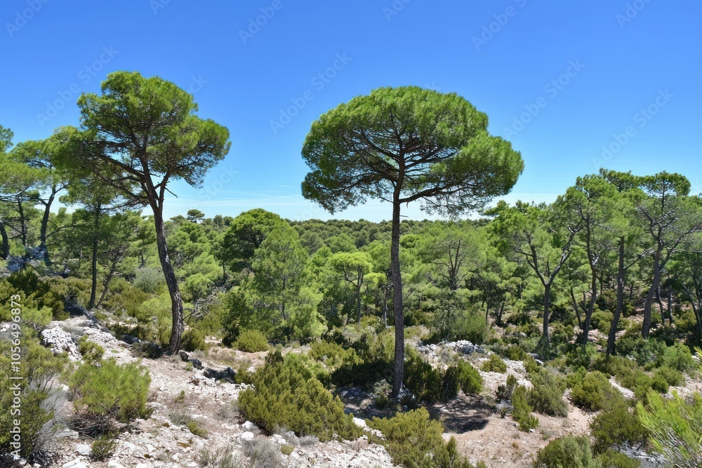 Lush green forest landscape under a clear blue sky with tall pine trees. Lush green forest landscape under a clear blue sky with tall pine trees.