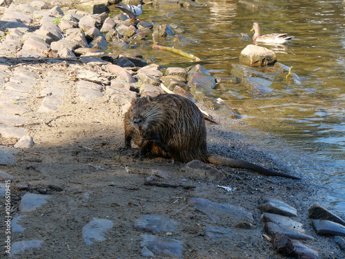 Beaver Swimming in River Water